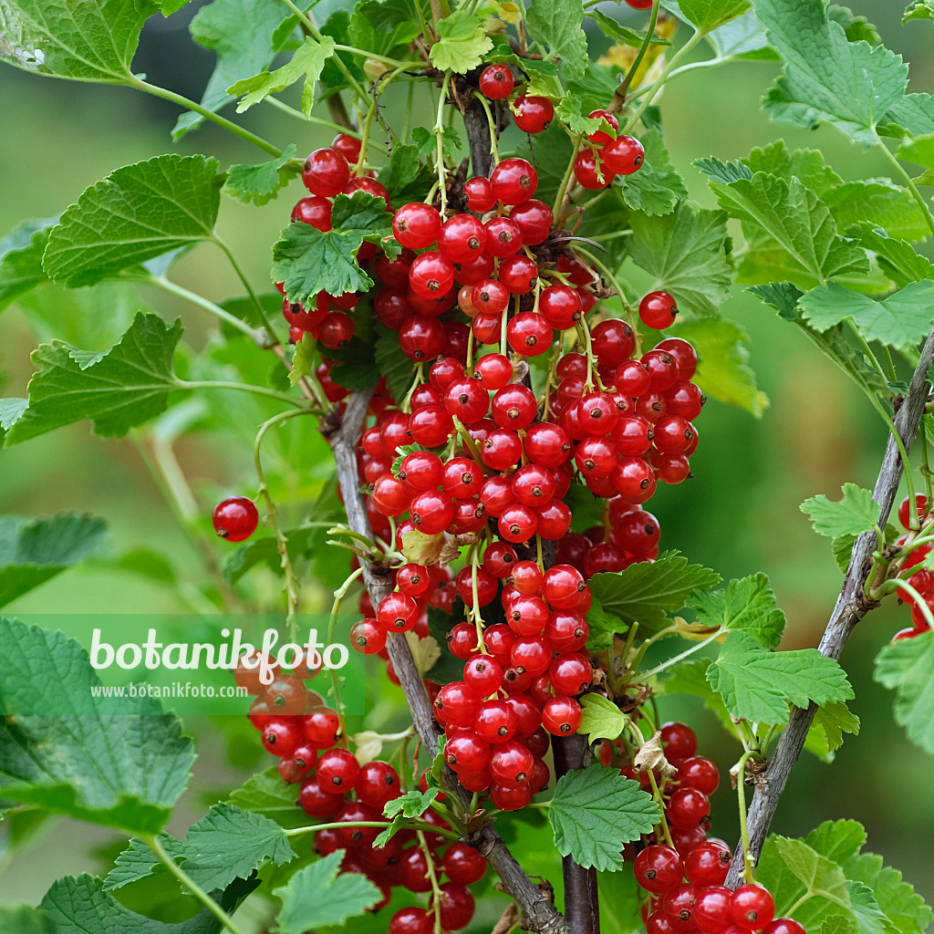 454078 - Groseillier à grappes (Ribes rubrum 'Rote Vierländer')