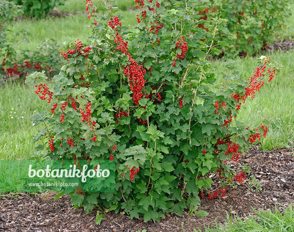 471454 - Groseillier à grappes (Ribes rubrum 'Rote Versailler')