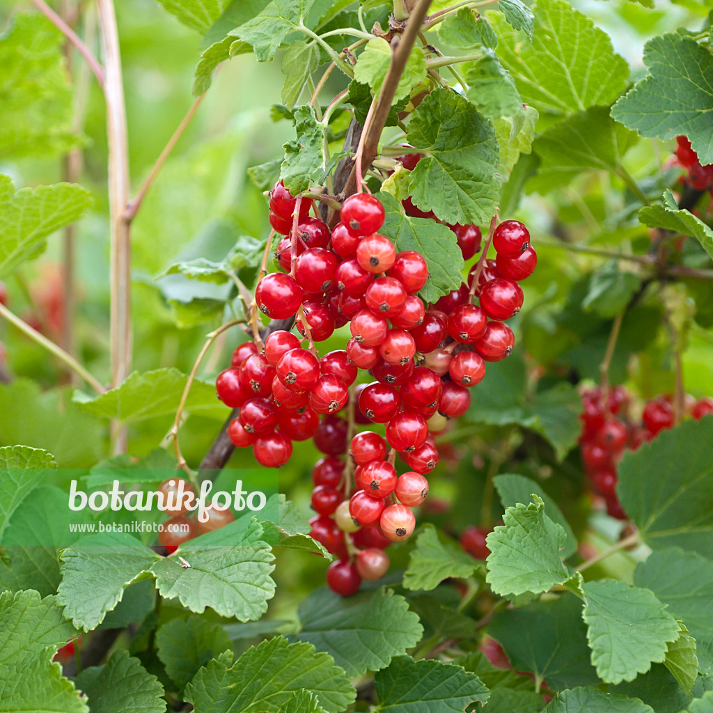 517375 - Groseillier à grappes (Ribes rubrum 'Rotet')