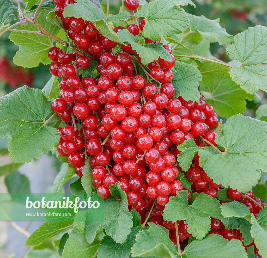 558235 - Groseillier à grappes (Ribes rubrum 'Rotet')