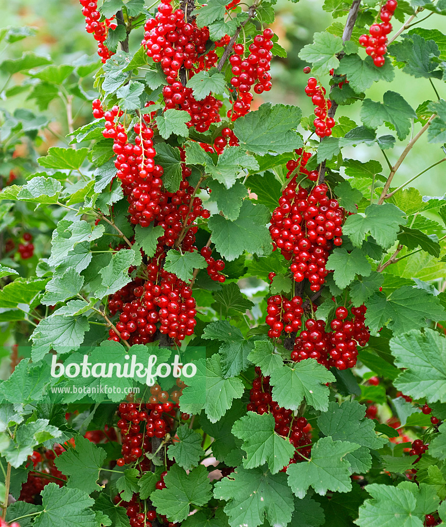 454080 - Groseillier à grappes (Ribes rubrum 'Utrecht')