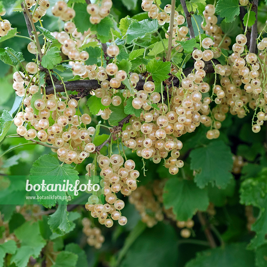 471455 - Groseillier à grappes (Ribes rubrum 'Weiße Versailler')