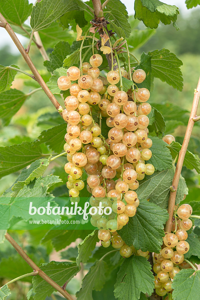 625349 - Groseillier à grappes (Ribes rubrum 'Weiße von Jüterbog')