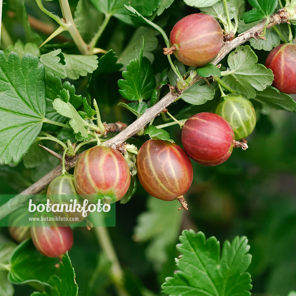 454086 - Groseillier à maquereau (Ribes uva-crispa 'Redeva')