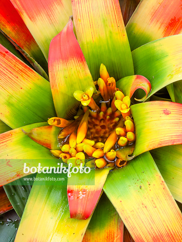 465235 - Guzmania sanguinea