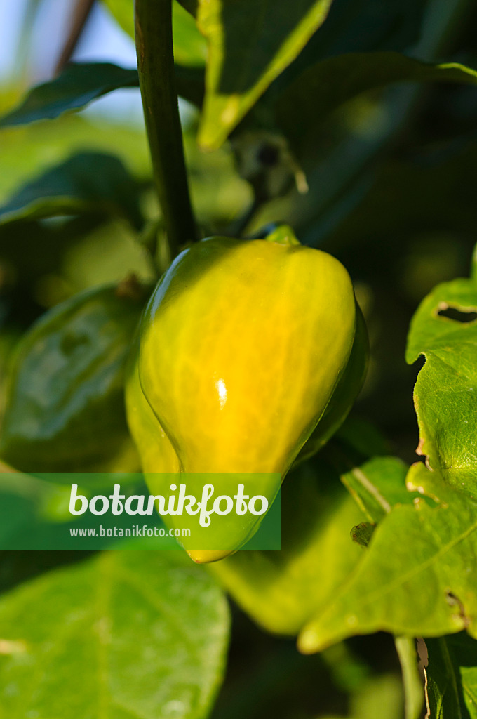 488049 - Habanero (Capsicum chinense)