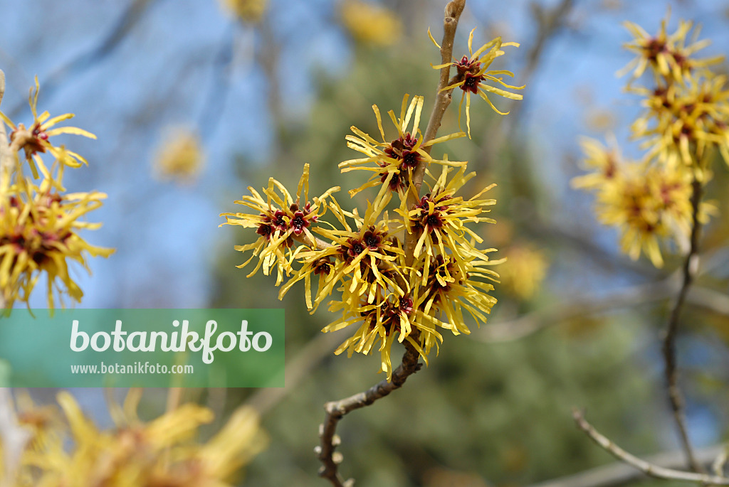 517181 - Hamamélis de Chine (Hamamelis mollis)