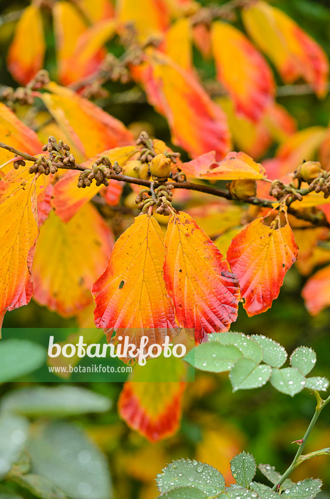 549106 - Hamamélis de Chine (Hamamelis mollis)