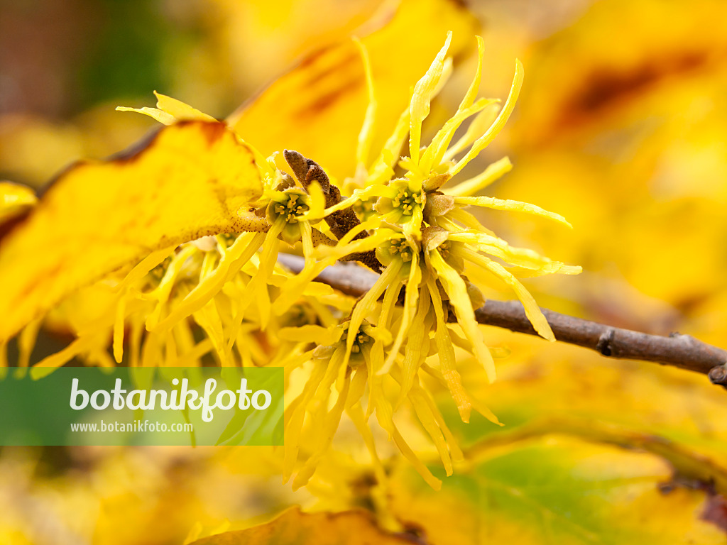 442126 - Hamamélis de Virginie (Hamamelis virginiana)