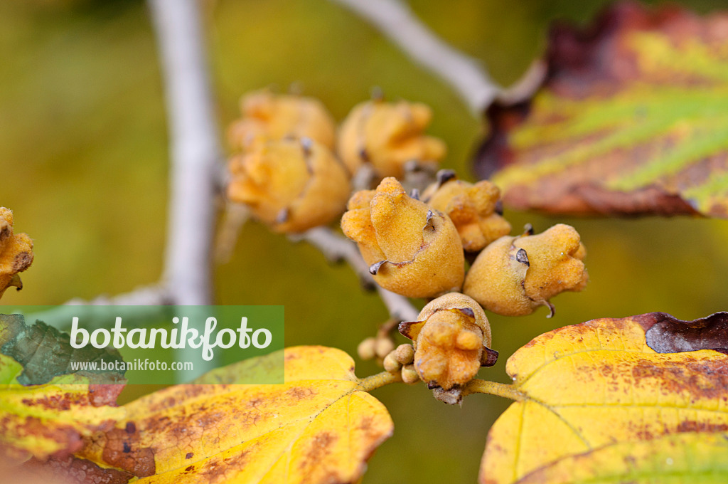 477007 - Hamamélis de Virginie (Hamamelis virginiana)