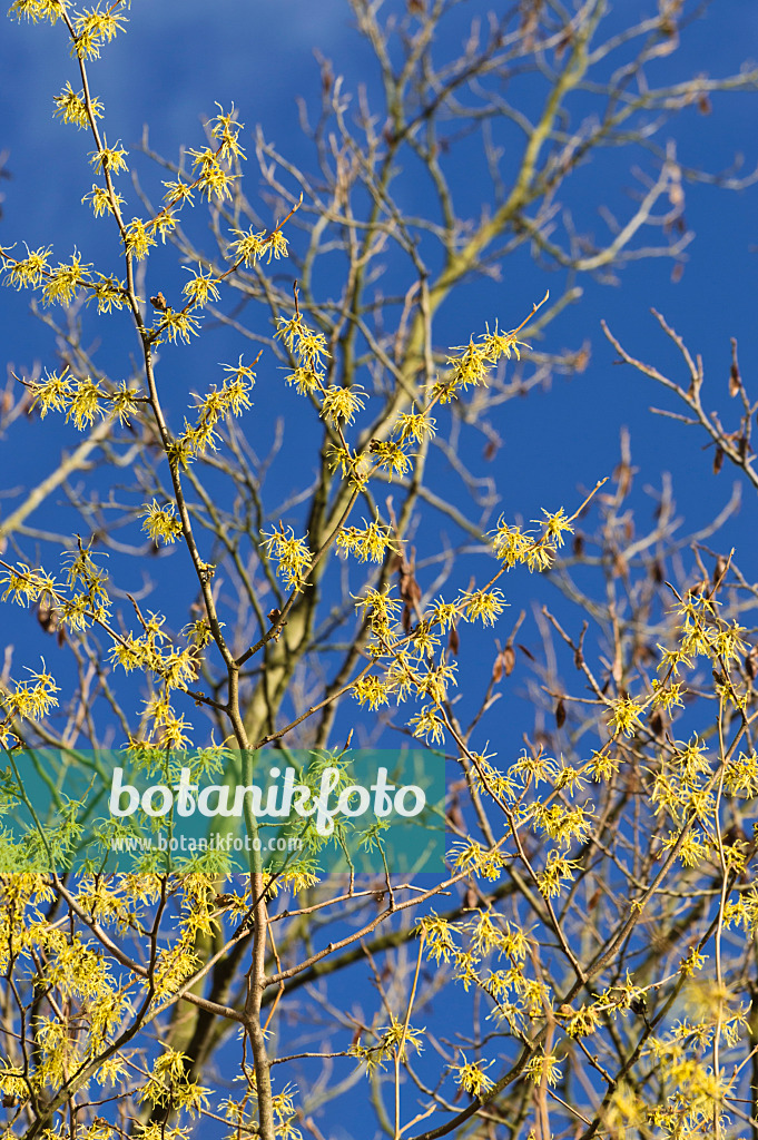 514020 - Hamamélis de Virginie (Hamamelis virginiana)