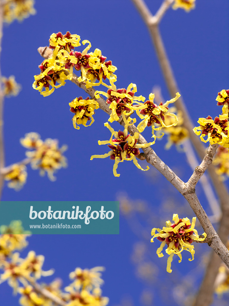 435019 - Hamamélis du Japon (Hamamelis japonica)