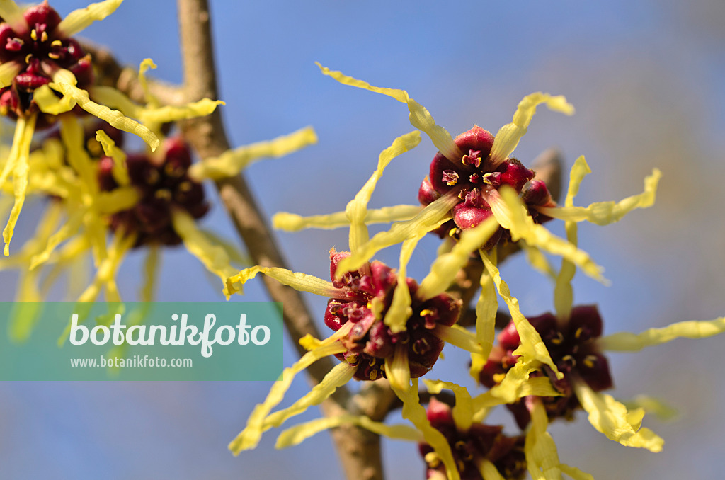 494004 - Hamamélis du Japon (Hamamelis japonica)