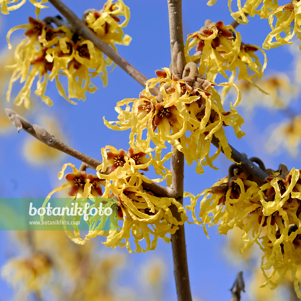 471390 - Hamamelis x intermedia 'Arnold Promise'