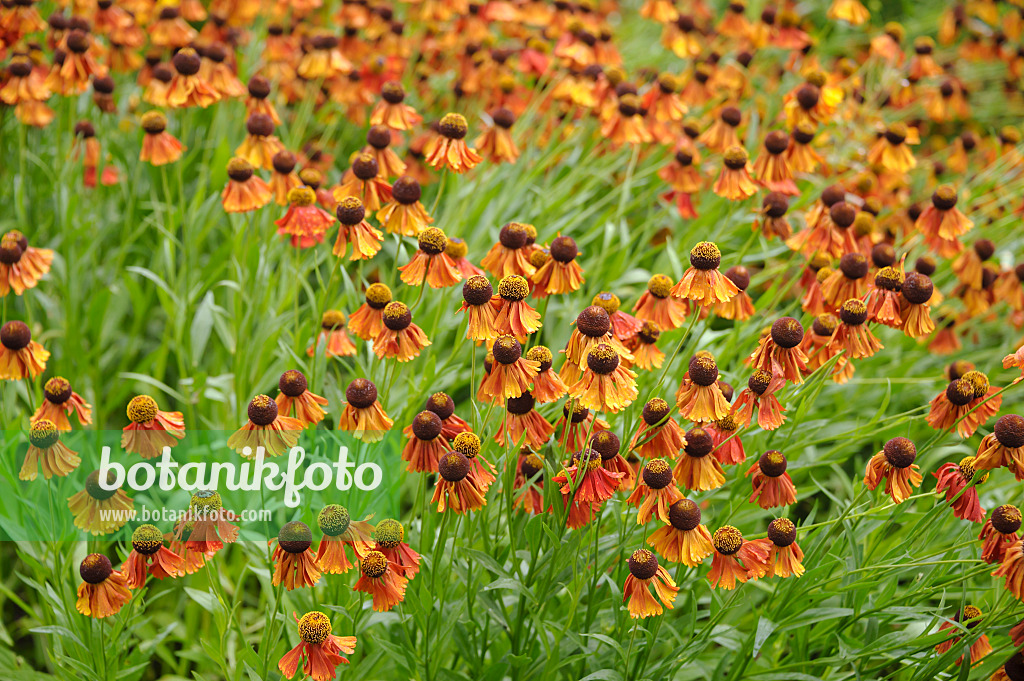 517445 - Hélénie (Helenium Flammenrad)