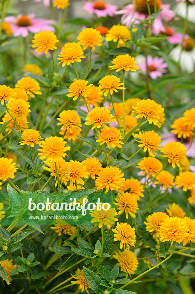 523002 - Héliopside (Heliopsis helianthoides var. scabra 'Asahi')