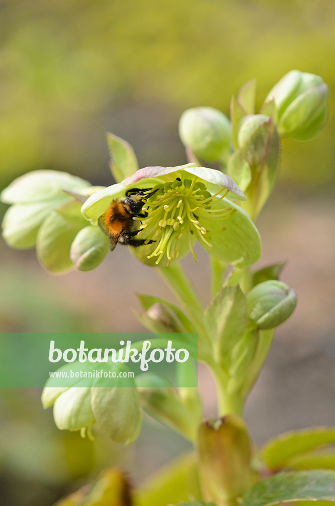 519044 - Hellébore de Corse (Helleborus argutifolius) et bourdon (Bombus)