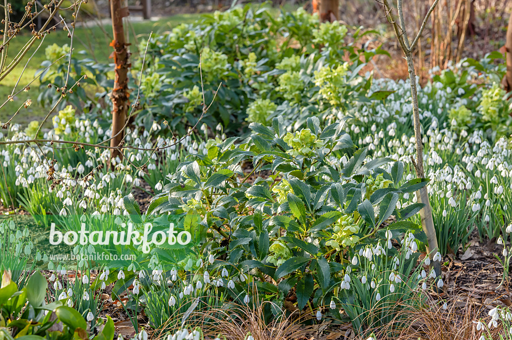 593099 - Hellébore de Corse (Helleborus argutifolius) et perces-neige (Galanthus)