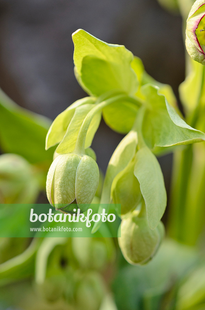 519015 - Hellébore fétide (Helleborus foetidus)