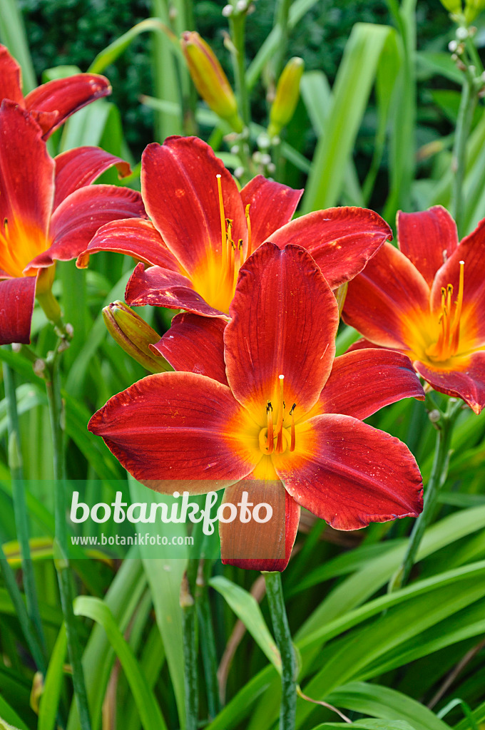 474443 - Hémérocalle (Hemerocallis Berlin Red Velvet)