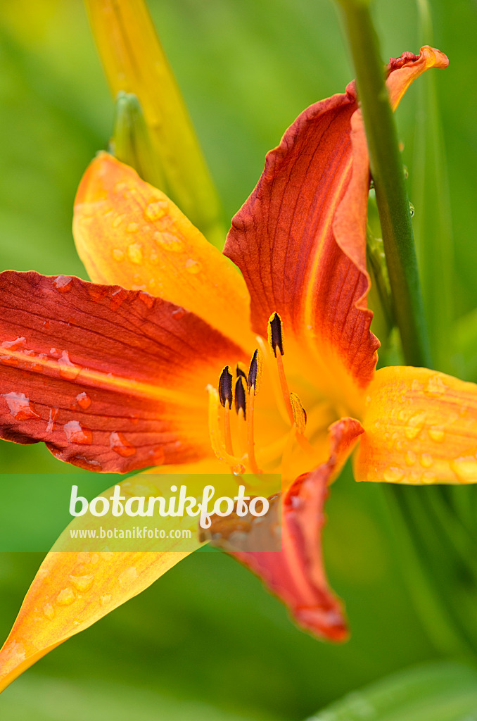 521460 - Hémérocalle (Hemerocallis Caballero)