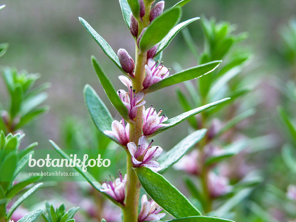 438166 - Herbe au lait (Glaux maritima syn. Lysimachia maritima)