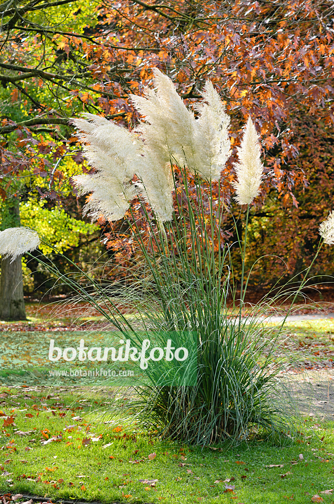 525413 - Herbe de la pampa (Cortaderia selloana)