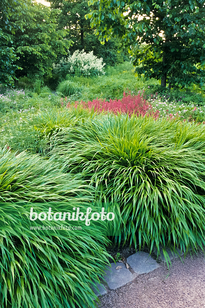 379069 - Herbe du Japon (Hakonechloa macra)