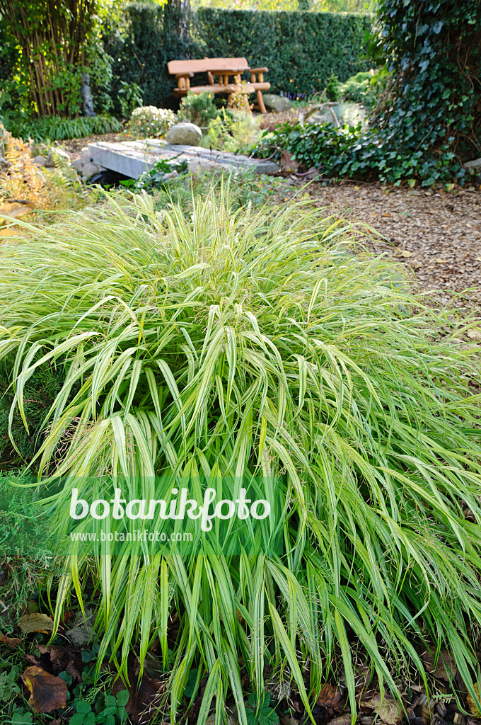 477014 - Herbe du Japon (Hakonechloa macra)