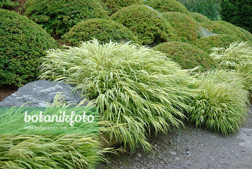 502208 - Herbe du Japon (Hakonechloa macra 'Alboaurea')