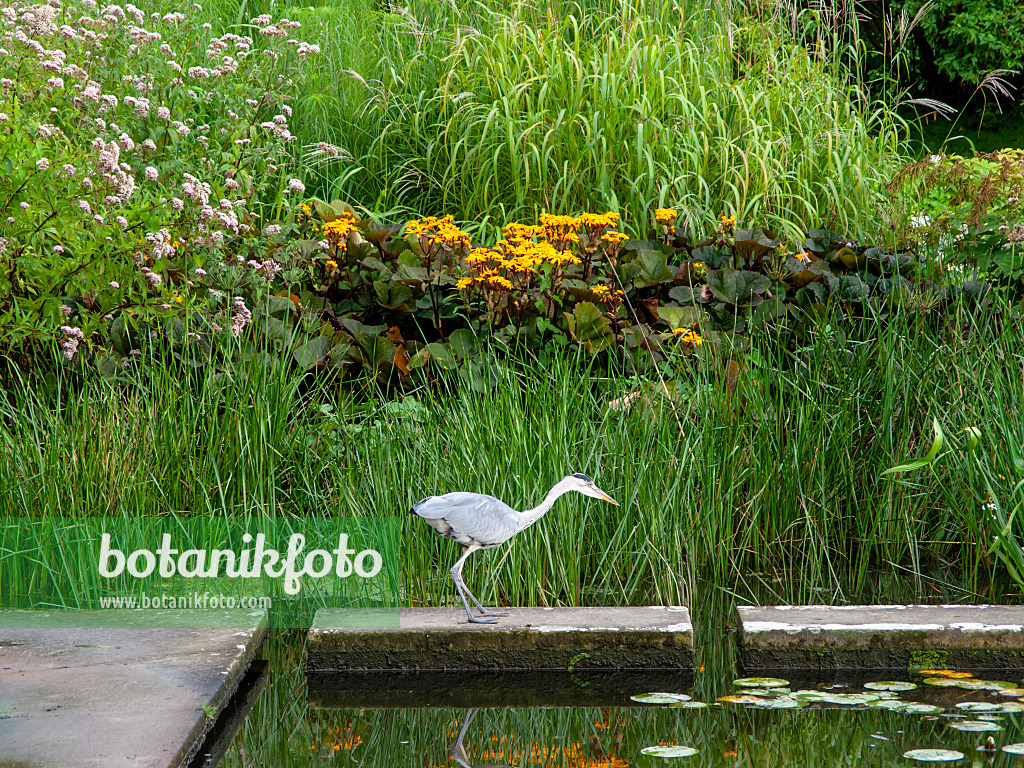 451039 - Héron cendré (Ardea cinerea)