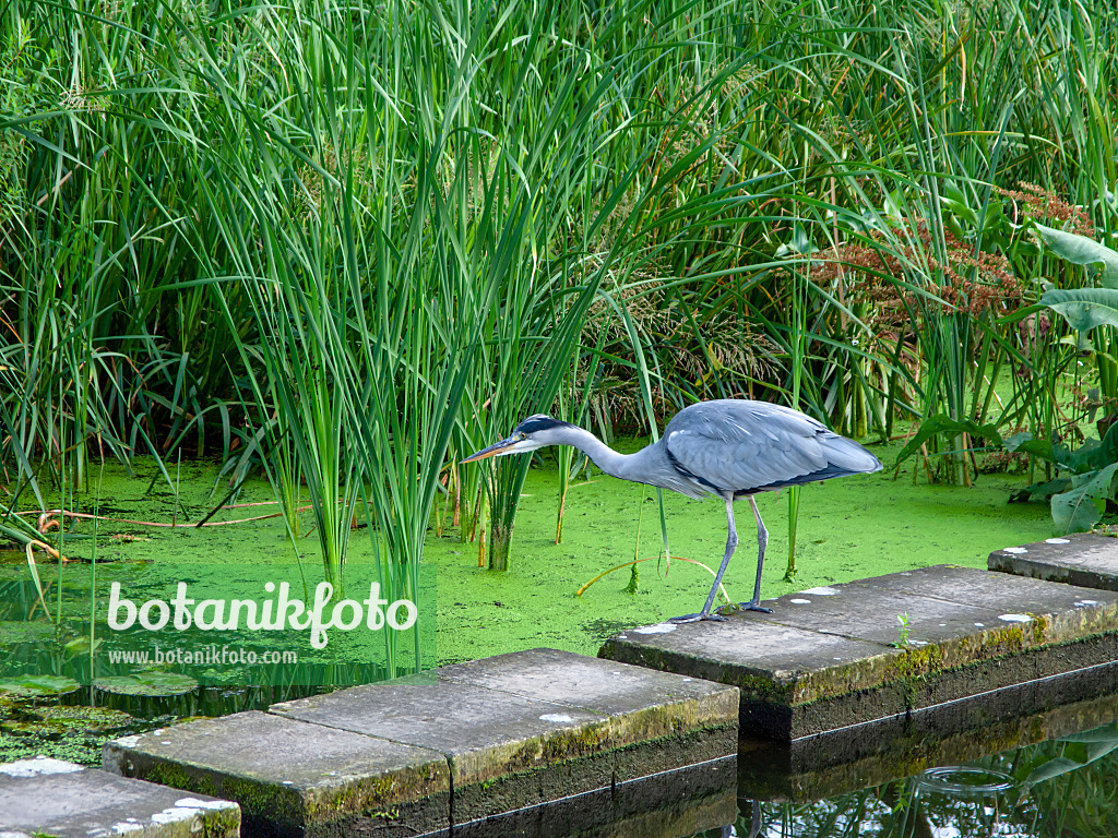 451045 - Héron cendré (Ardea cinerea)