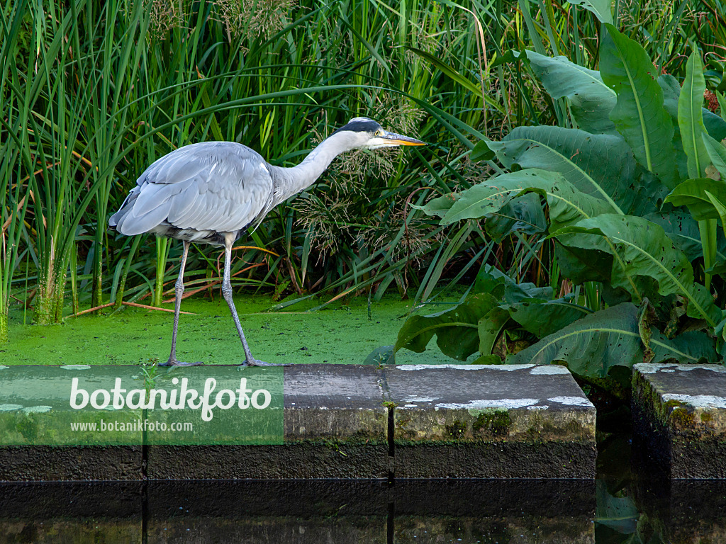 451046 - Héron cendré (Ardea cinerea)