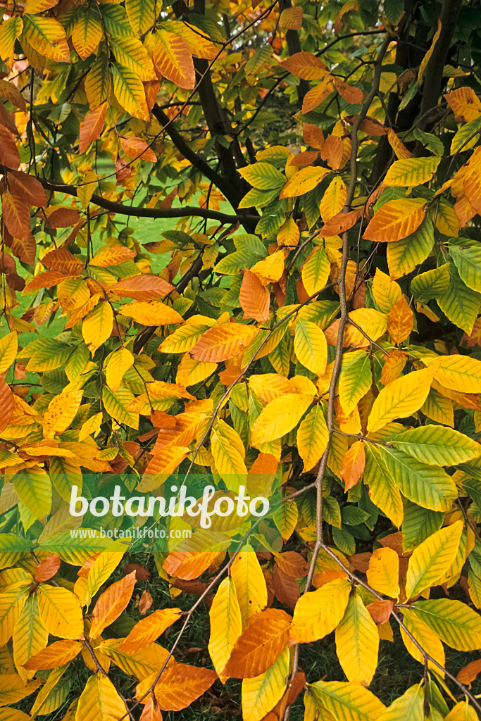 384007 - Hêtre à grandes feuilles (Fagus grandifolia)