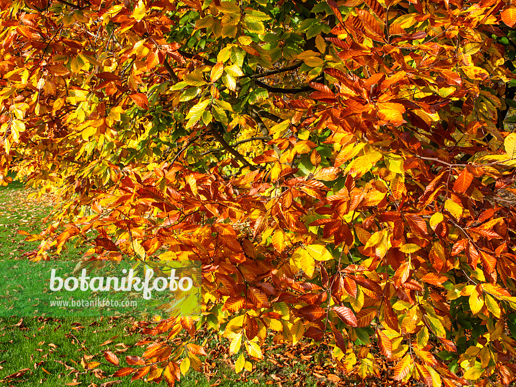 465196 - Hêtre à grandes feuilles (Fagus grandifolia)