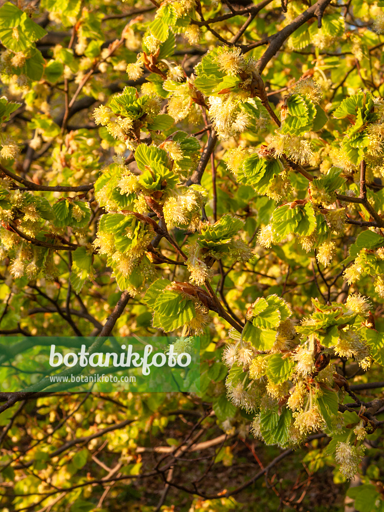 412029 - Hêtre commun (Fagus sylvatica)