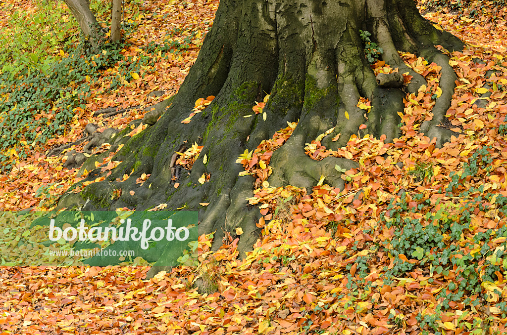 525419 - Hêtre commun (Fagus sylvatica)