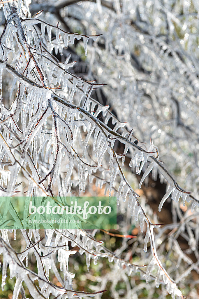 625200 - Hêtre pourpre (Fagus sylvatica 'Bornyensis')