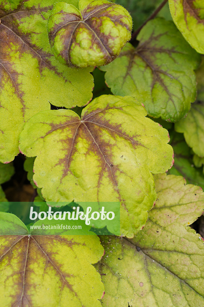 474190 - Heuchère (Heucherella Stoplight)