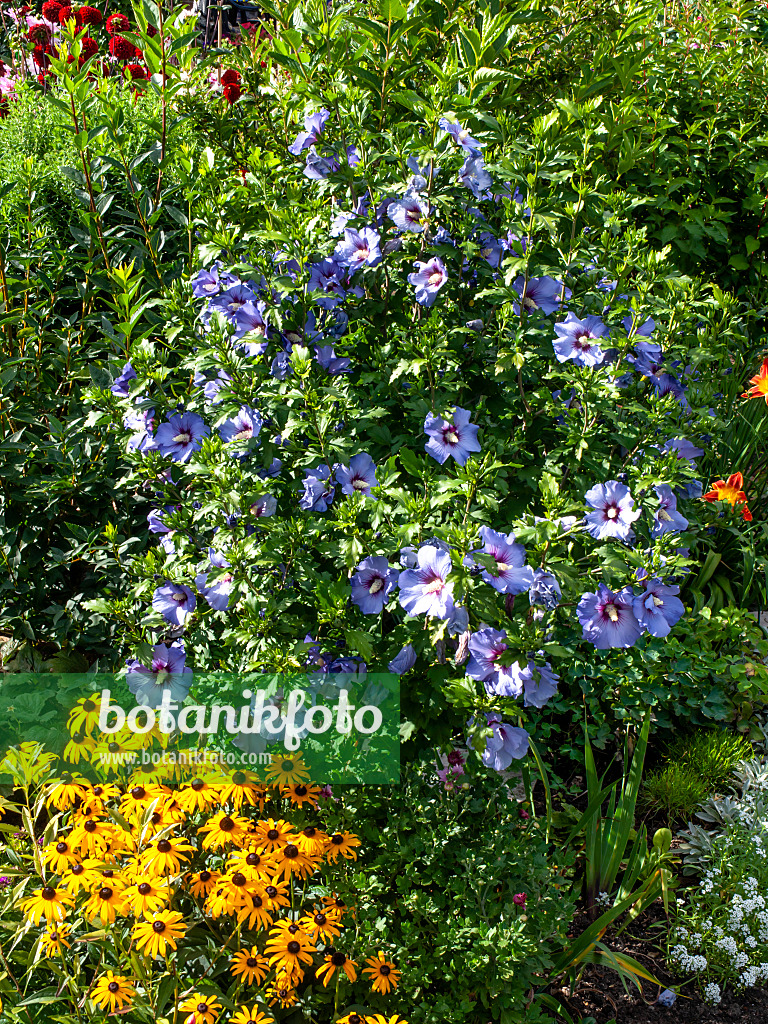 428090 - Hibiscus commun des jardins (Hibiscus syriacus)