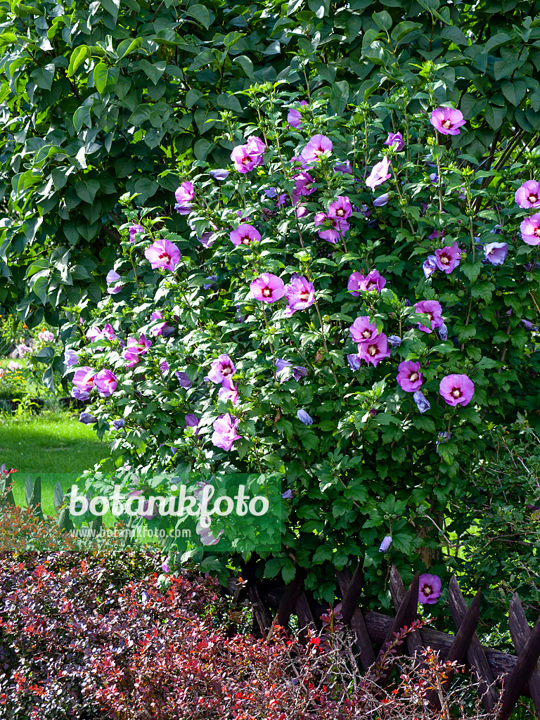 428093 - Hibiscus commun des jardins (Hibiscus syriacus)