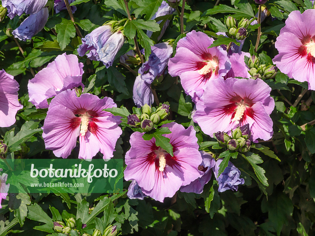 462192 - Hibiscus commun des jardins (Hibiscus syriacus)