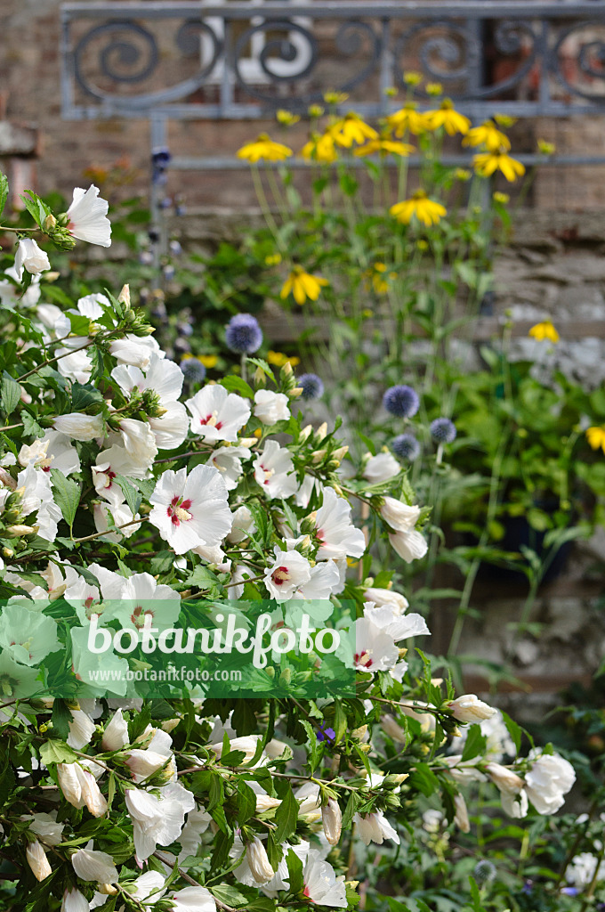 474349 - Hibiscus commun des jardins (Hibiscus syriacus)