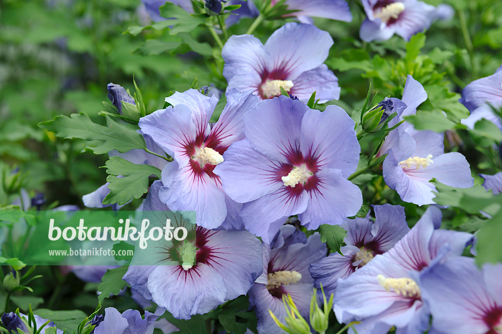 517185 - Hibiscus commun des jardins (Hibiscus syriacus 'Marina')