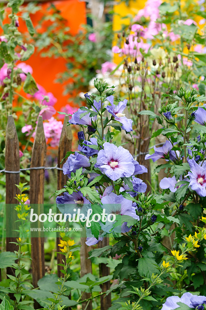 474364 - Hibiscus commun des jardins (Hibiscus syriacus) à une clôture de piquets