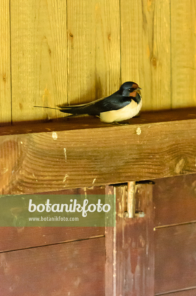 555097 - Hirondelle rustique (Hirundo rustica)