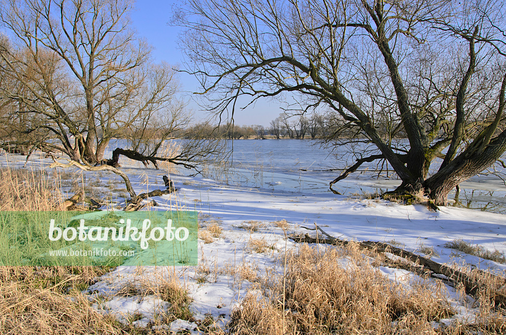 529014 - Hohensaaten-Friedrichsthaler Wasserstraße en hiver, parc national de la vallée de la Basse-Oder, Allemagne