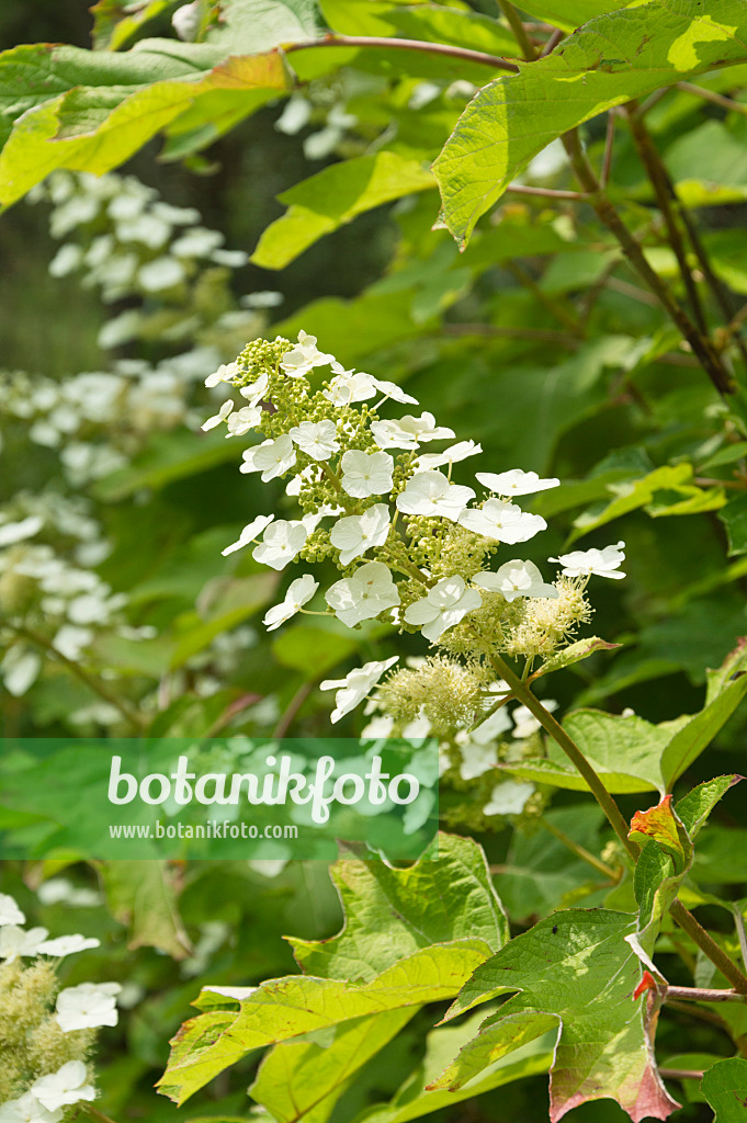 510026 - Hortensia à feuilles de chêne (Hydrangea quercifolia)