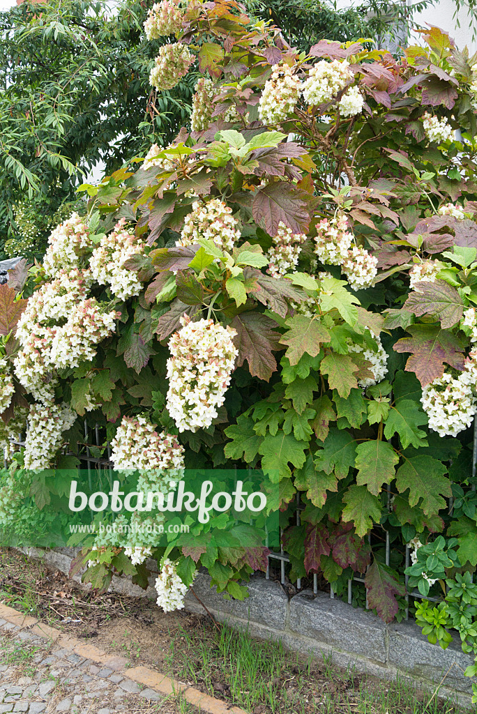 535009 - Hortensia à feuilles de chêne (Hydrangea quercifolia)