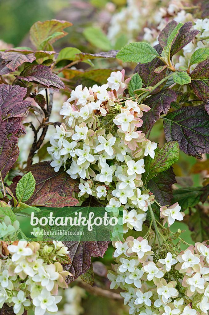 535029 - Hortensia à feuilles de chêne (Hydrangea quercifolia 'Snowflake')